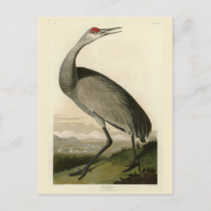 Sandhill Crane from Audubon's Birds of America Postcard