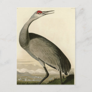 Sandhill Crane from Audubon's Birds of America Postcard
