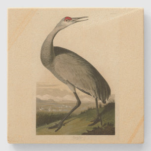 Sandhill Crane from Audubon's Birds of America Stone Coaster