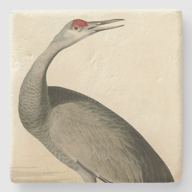 Sandhill Crane from Audubon's Birds of America Stone Coaster (Front)