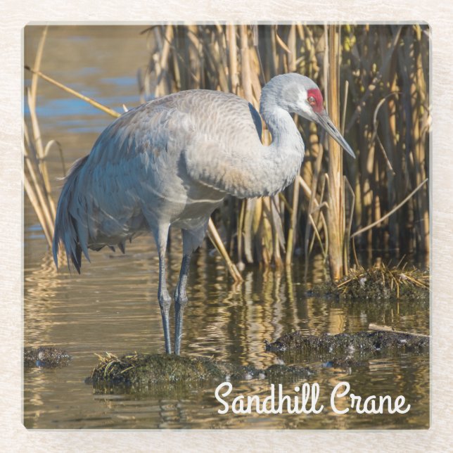 Sandhill Crane Glass Coaster (Front)