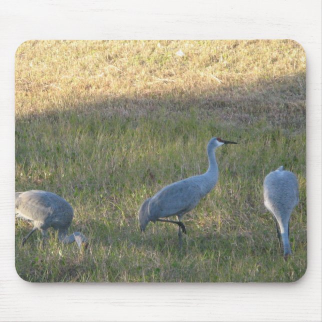 Sandhill Crane Grazing Photograph Mouse Mat (Front)