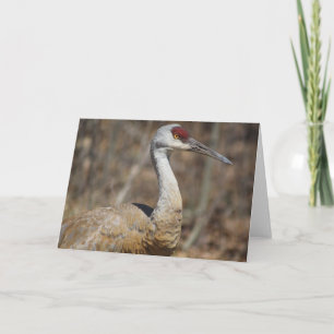 Sandhill Crane Greeting card! Card