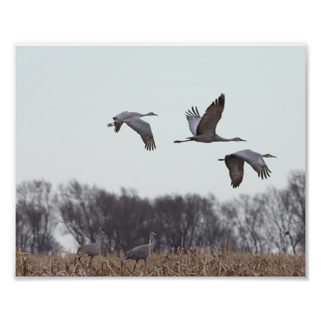 Sandhill Crane In Flight Photo Print (Front)