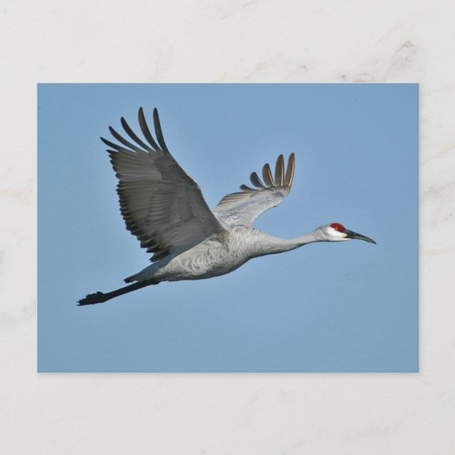 Sandhill Crane in Flight Postcard (Front)