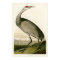 Sandhill Crane John James Audubon Birds of America