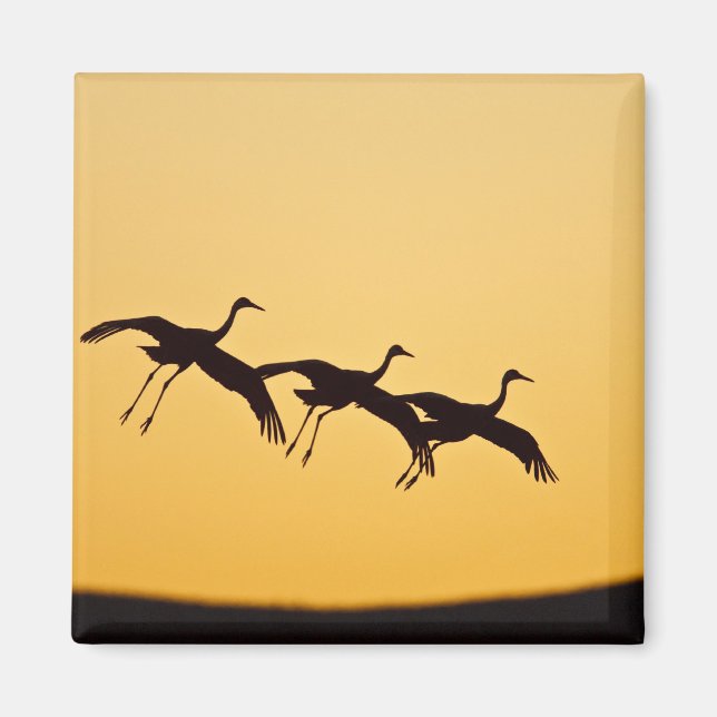 Sandhill Crane landing at sunset Magnet (Front)