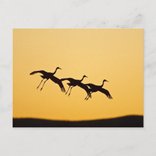 Sandhill Crane landing at sunset Postcard