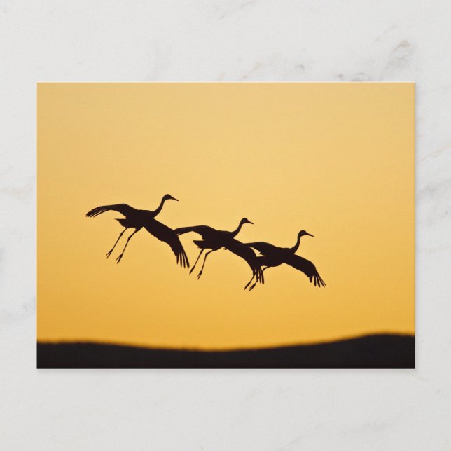 Sandhill Crane landing at sunset Postcard (Front)