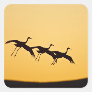 Sandhill Crane landing at sunset Square Sticker