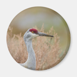 Sandhill Crane Magnet
