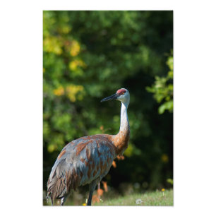 SandHill crane Photo Print