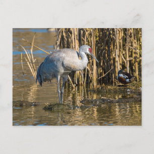 Sandhill Crane Postcard