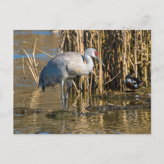 Sandhill Crane Postcard (Front)