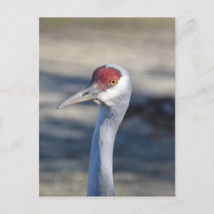Sandhill Crane Postcard