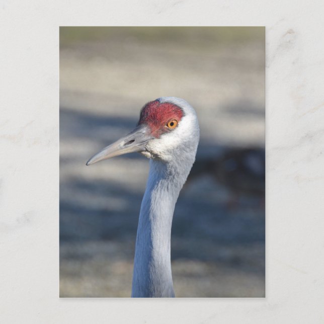 Sandhill Crane Postcard (Front)