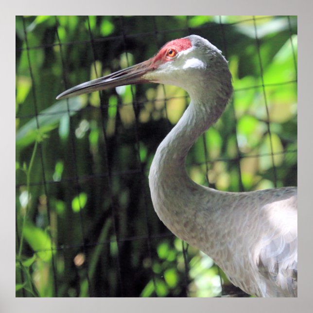 Sandhill crane   poster (Front)