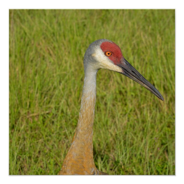 Sandhill Crane Side View Close Up Photograph Poster (Front)