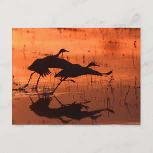 Sandhill Crane Sunset Postcard