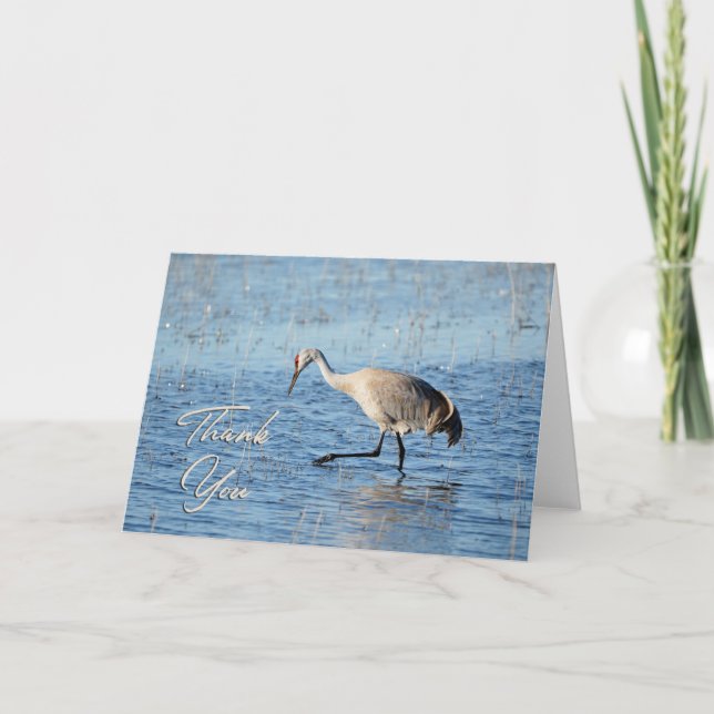 Sandhill Crane Wading Photo Thank You Card (Front)