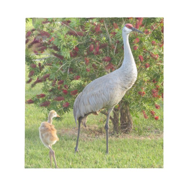 Sandhill crane with chick at Bottlebrush Notepad (Front)