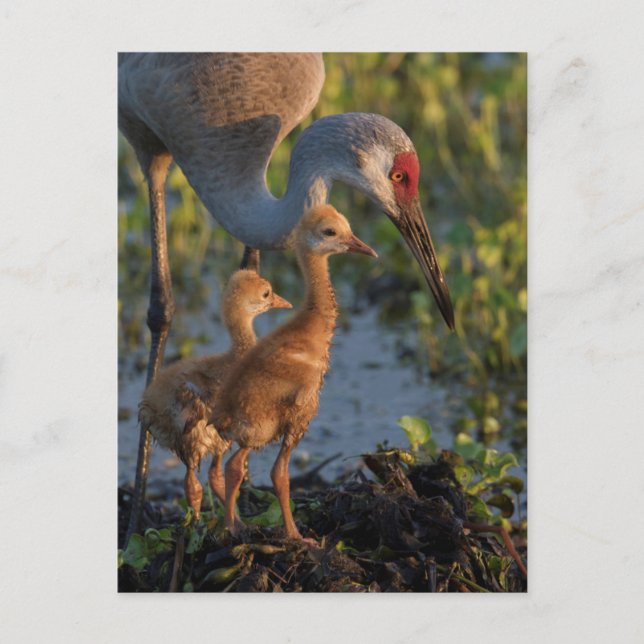 Sandhill crane with chicks, Florida Postcard (Front)