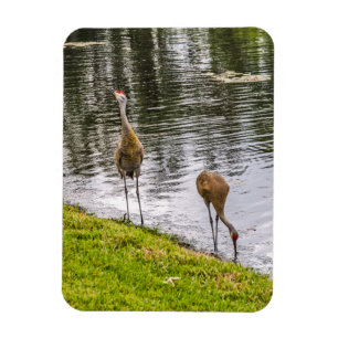 Sandhill Cranes at a Florida Lake Magnet