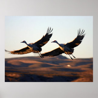 Sandhill Cranes at morning Poster