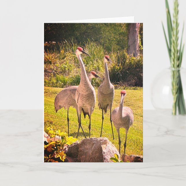 Sandhill Cranes Blank Greeting Card (Front)