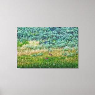 Sandhill Cranes Canvas Print