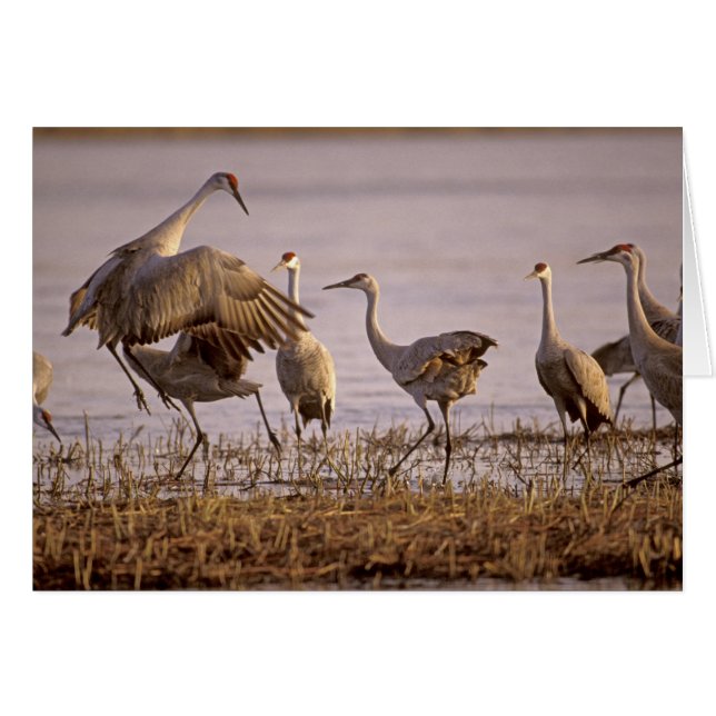 Sandhill Cranes Grus canadensis) Platte (Front Horizontal)