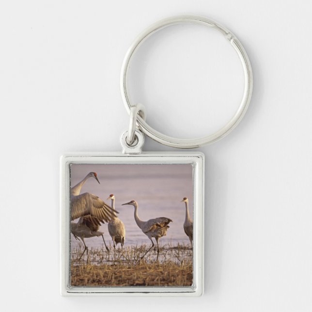 Sandhill Cranes Grus canadensis) Platte Key Ring (Front)