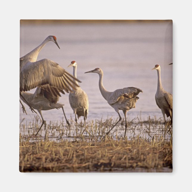 Sandhill Cranes Grus canadensis) Platte Magnet (Front)