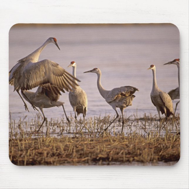 Sandhill Cranes Grus canadensis) Platte Mouse Mat (Front)