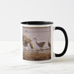 Sandhill Cranes Grus canadensis) Platte Mug