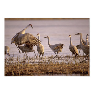 Sandhill Cranes Grus canadensis) Platte Photo Print