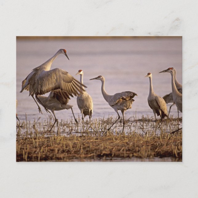 Sandhill Cranes Grus canadensis) Platte Postcard (Front)