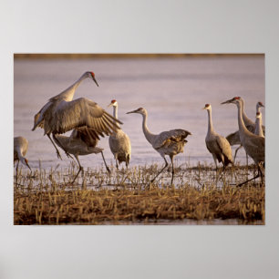 Sandhill Cranes Grus canadensis) Platte Poster