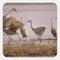 Sandhill Cranes Grus canadensis) Platte