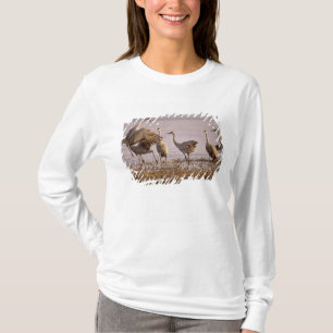 Sandhill Cranes Grus canadensis) Platte T-Shirt