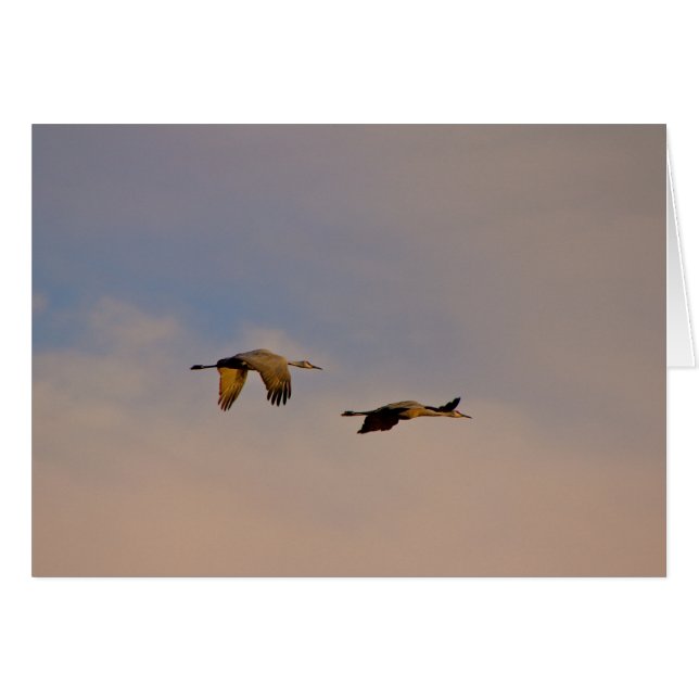 Sandhill Cranes in New Mexico (Front Horizontal)
