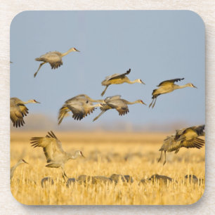 Sandhill cranes land in corn fields coaster