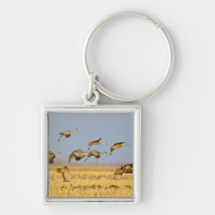 Sandhill cranes land in corn fields key ring