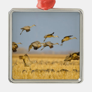 Sandhill cranes land in corn fields metal tree decoration