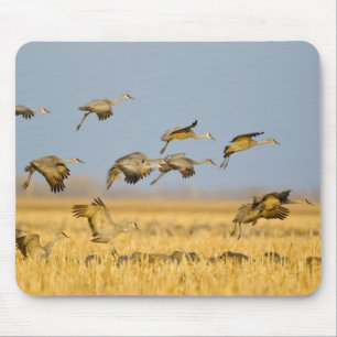 Sandhill cranes land in corn fields mouse mat
