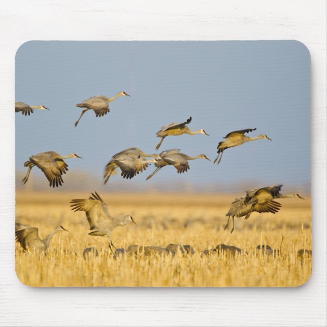 Sandhill cranes land in corn fields mouse mat (Front)