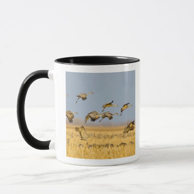 Sandhill cranes land in corn fields mug (Left)