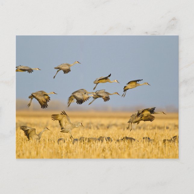 Sandhill cranes land in corn fields postcard (Front)