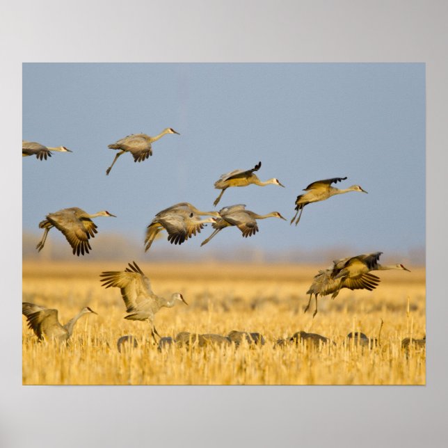 Sandhill cranes land in corn fields poster (Front)