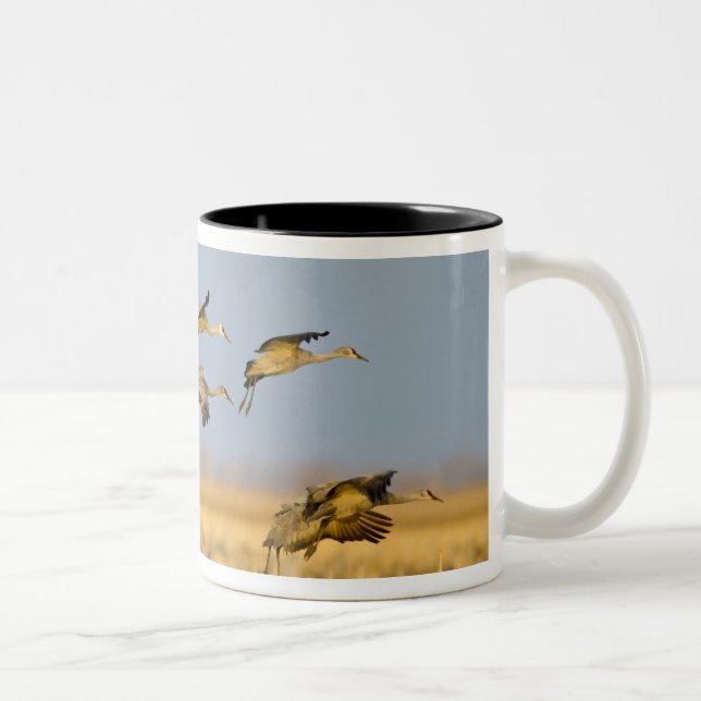 Sandhill cranes land in corn fields Two-Tone coffee mug (Right)